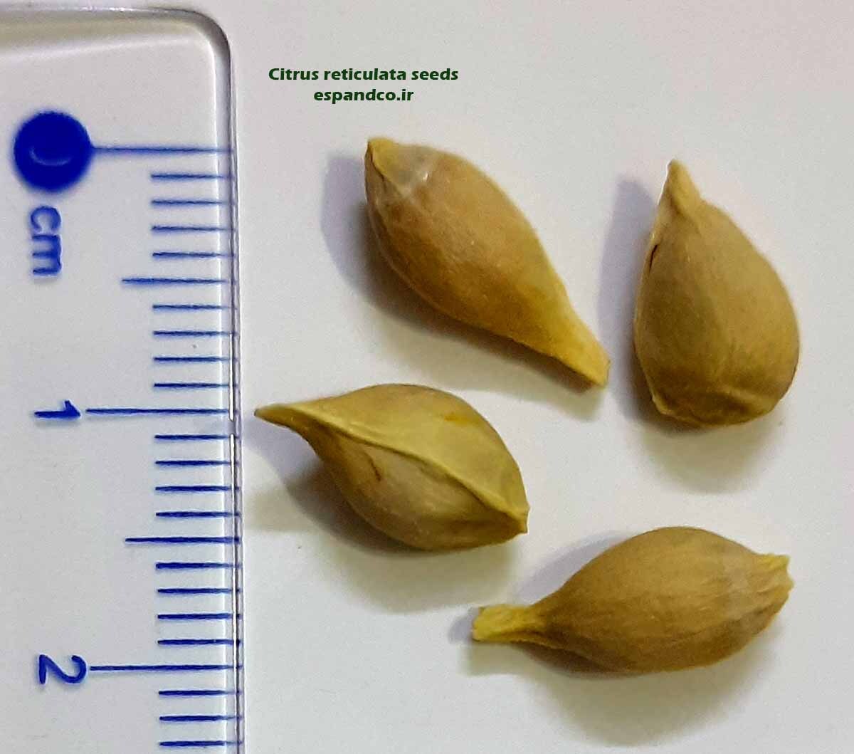 Citrus reticulata seeds